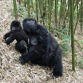 Rwanda