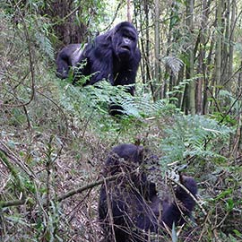 Rwanda