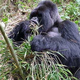 Rwanda
