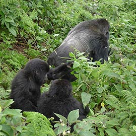 Rwanda
