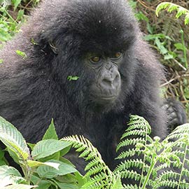Rwanda