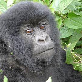 Rwanda