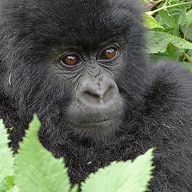 Rwanda