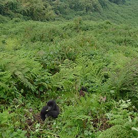 Rwanda