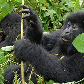 Rwanda