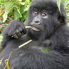 Rwanda