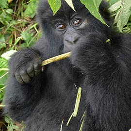 Rwanda
