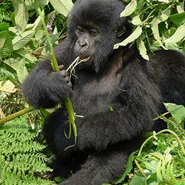 Rwanda